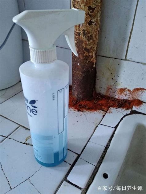 杏花種植 廁所有螞蟻原因